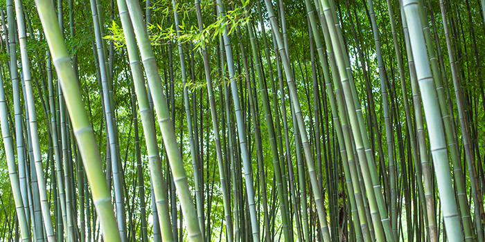 A kínai bambuszipar új útra indul